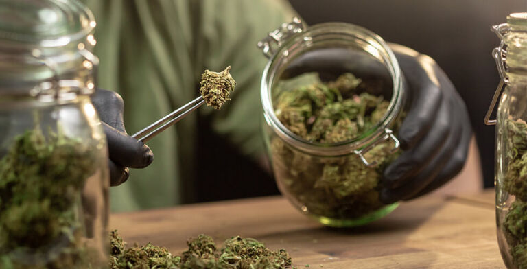 Why Higher THC Isn’t the Real Problem With Today’s Weed