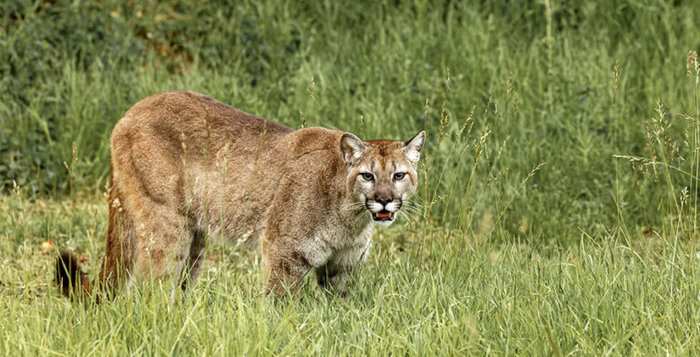 World’s Largest Wildlife Crossing Takes Shape Over LA’s 101 Freeway