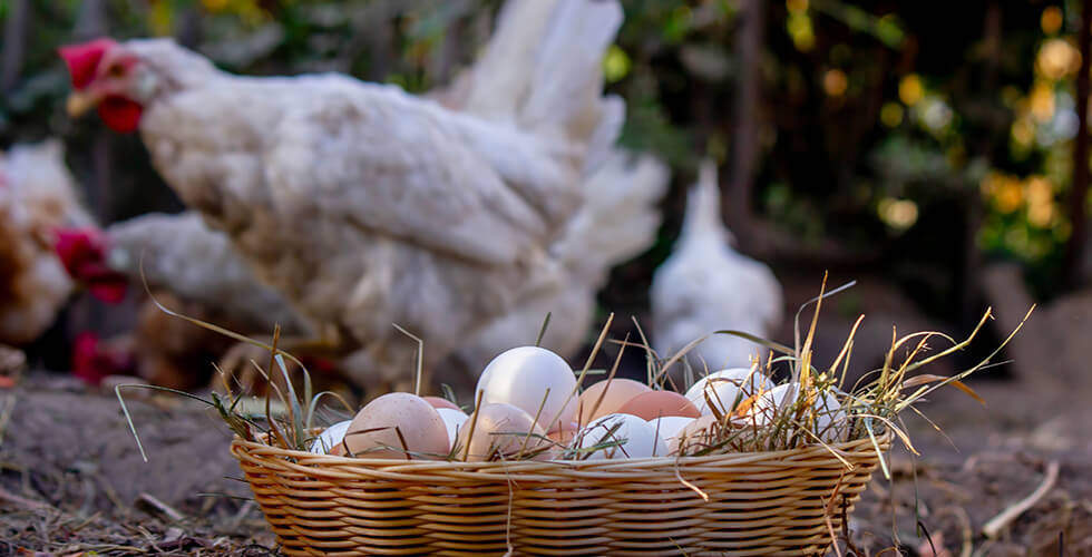 Are Pasture-Raised Chickens Laying the Most Affordable Eggs? Why Small Farms Are Suddenly Competitive