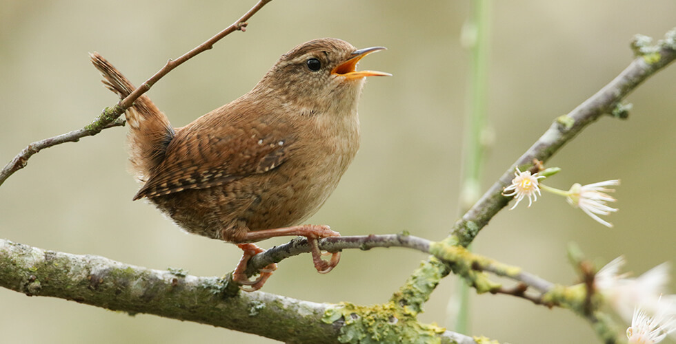 Birdsong and Brain Bliss: How Listening to Birds Can Lift Your Mood