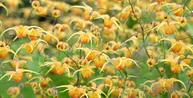 Can Horny Goat Weed Help Menopausal Women? Here’s What to Know