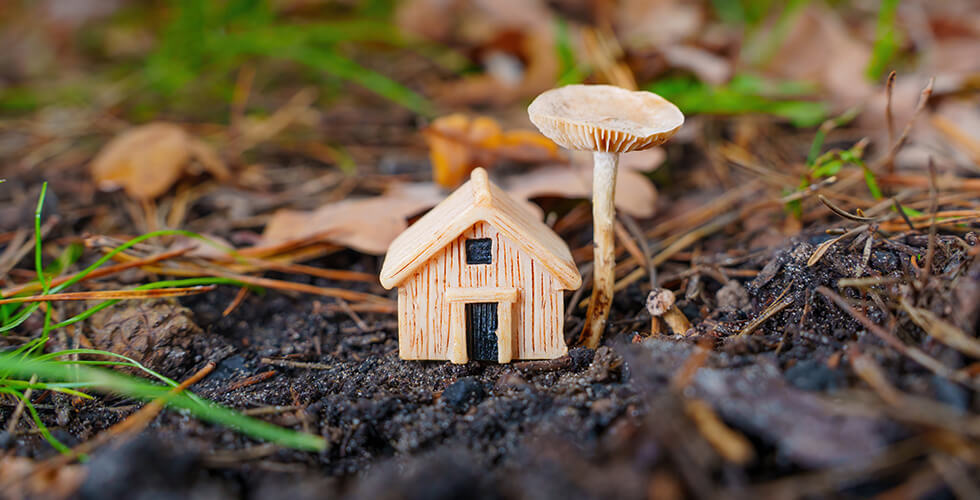 Could Your Future Home Be Grown, Not Built? Meet the Scientists Turning Mushrooms Into Building Blocks
