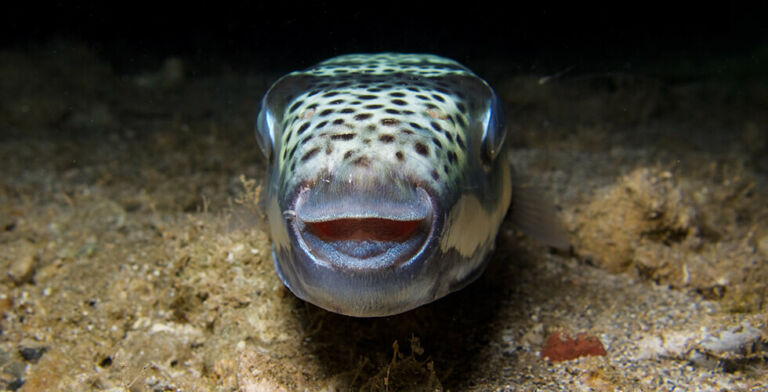 Dangerous Invader Hits New Waters: Scientists Sound Alarm Over Toadfish in Croatia