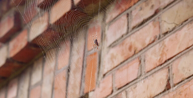 From Countryside to Concrete: How Spiders Tune Their Webs for Urban Life