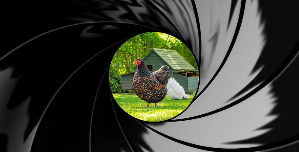 James Bond is Raising Backyard Chickens
