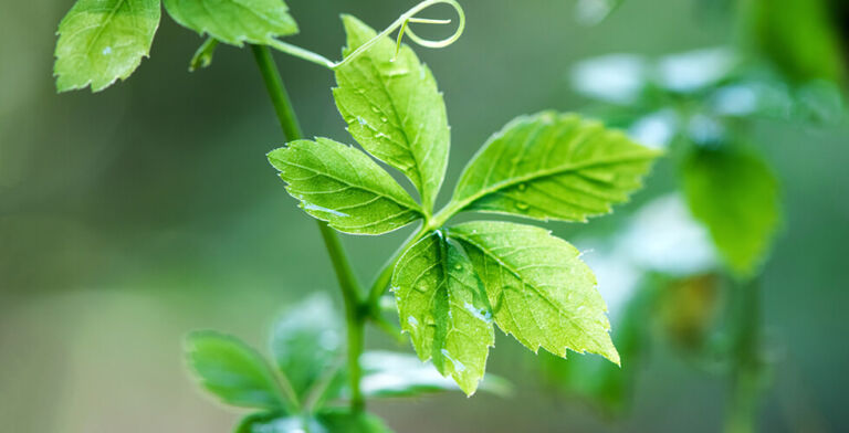 Move Over Green Tea—This ‘Immortality Herb’ Packs an Even Bigger Punch