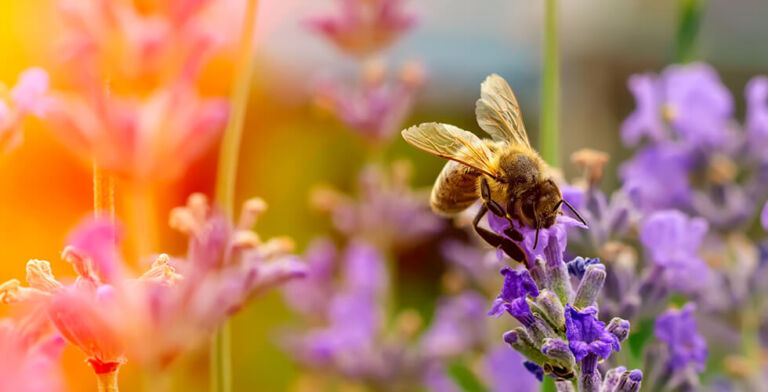 Plants Can Hear Bees—and Sweeten Up in Response