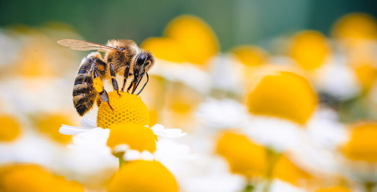 The Secret Workforce Behind Your Plate: How to Help Pollinators Thrive