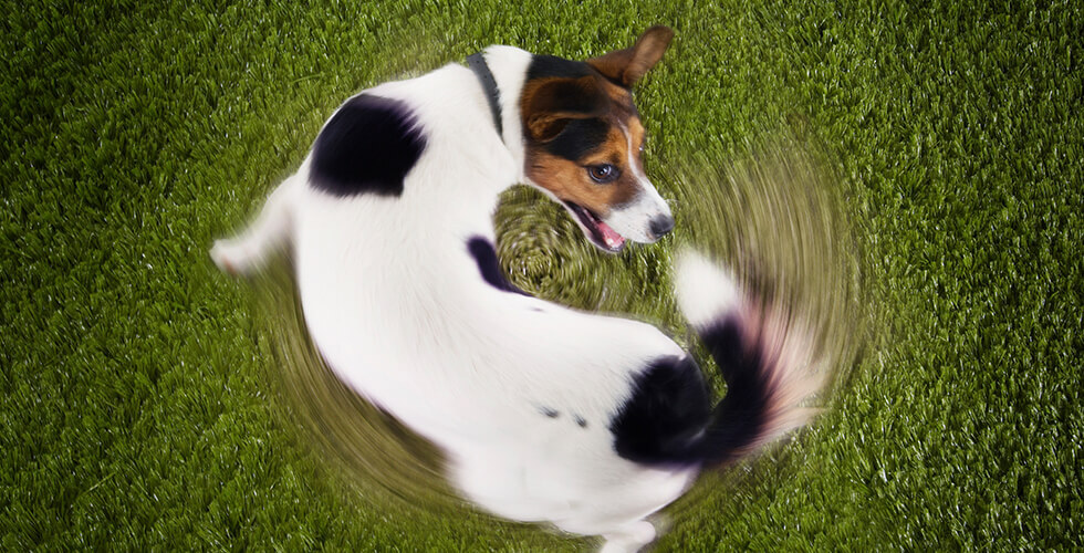 Why Your Dog Digs and Spins Before Bed—It’s Not Just for Fun