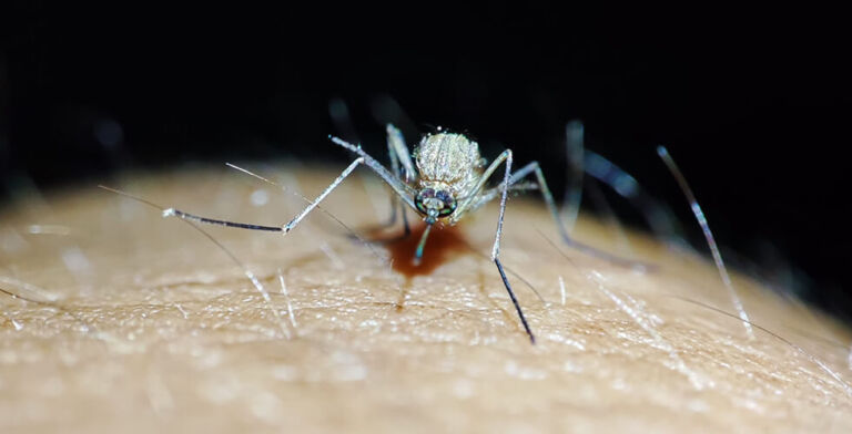 Are You a Mosquito Magnet? Here’s the Science Behind It