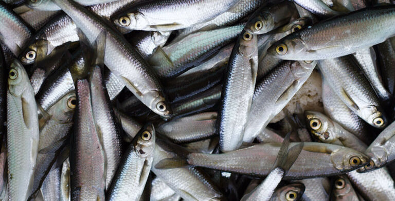 Caution!! Fish Sold in NY, NJ, and CT May Cause Deadly Paralysis