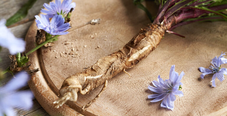 Chicory Root: The Gut-Loving Coffee Companion Your Morning Routine Needs
