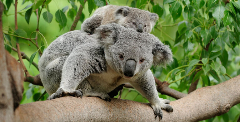 Koala Moms Feed Their Babies Poo—And It’s a Life-Saving Superfood