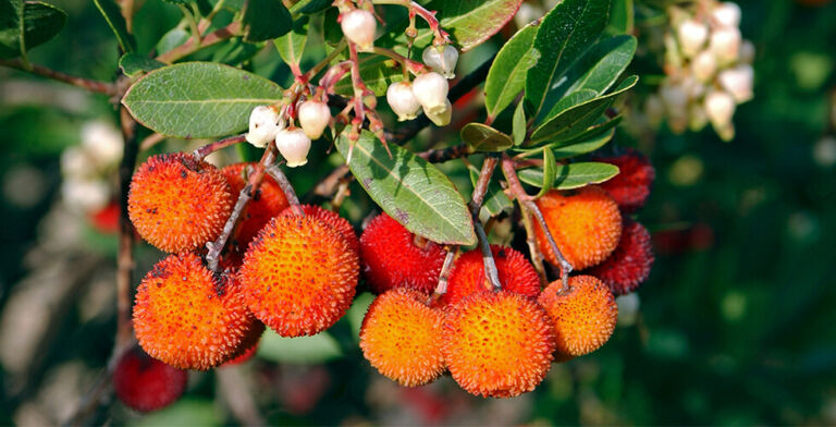 Mediterranean Berry Shows Potential Against Ulcerative Colitis in New Study