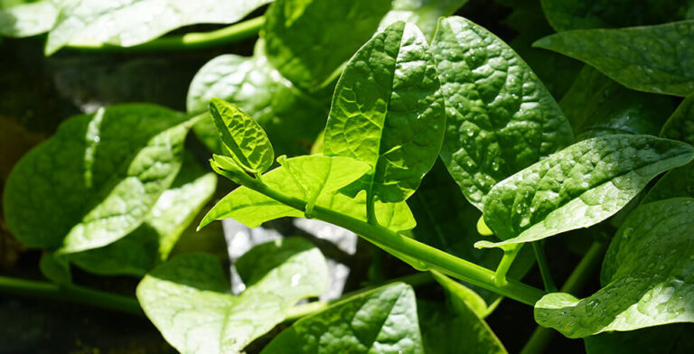 Pesticides on Your Plate: Why America’s Favorite Veggie Is Under Fire