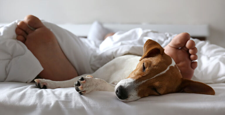 Should You Let Your Pet Sleep in Your Bed? Here’s What Experts and Pet Lovers Are Saying