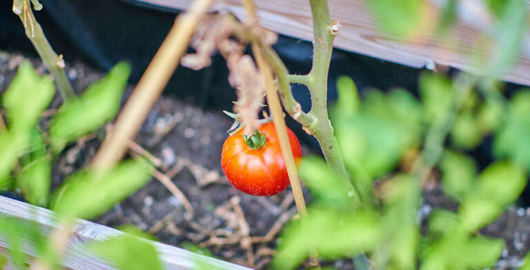 The Backyard Revival: Why Micro Homesteading Is Booming.