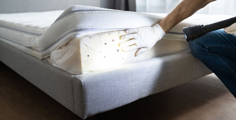 The Dirty Truths About Bed Bugs No One Is Talking About