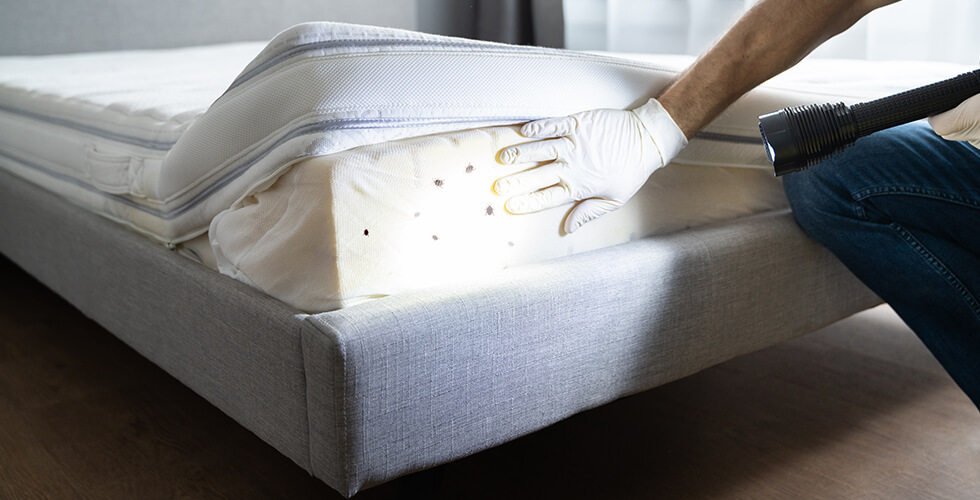 The Dirty Truths About Bed Bugs No One Is Talking About