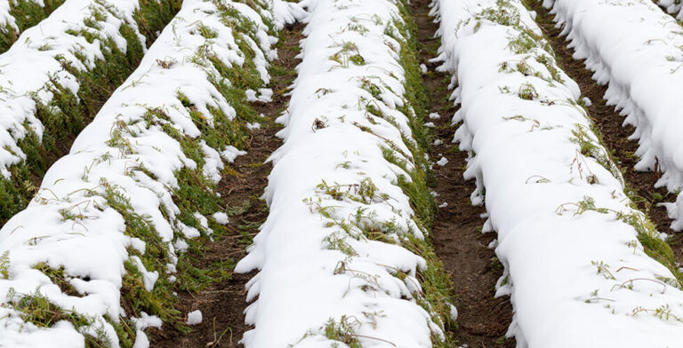 These 6 Crops Could Save Your Life in a Global Collapse