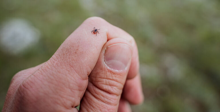 Tick Numbers May Be Steady—But Their Bite Is Getting Riskier