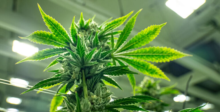 Warning Issued: Cannabis Recall in New York Over Pesticide Concerns