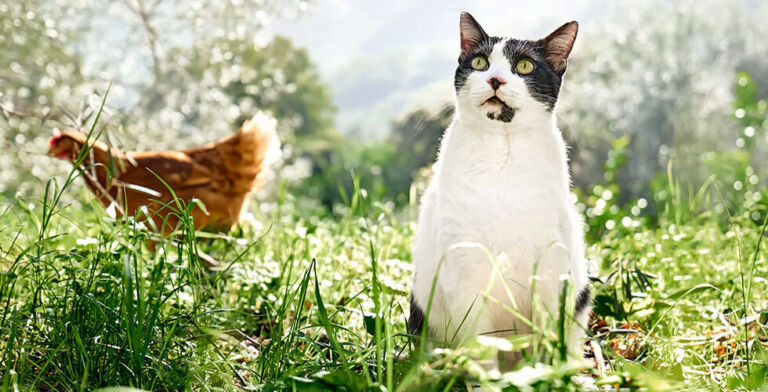 Allergic to Cats? Chickens Might Be Your Unexpected Savior