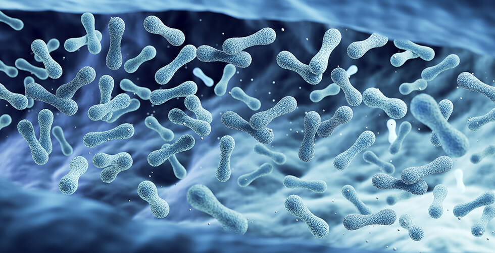 Gut Microbes May Be the Secret Weapon Against Toxic ‘Forever Chemicals’