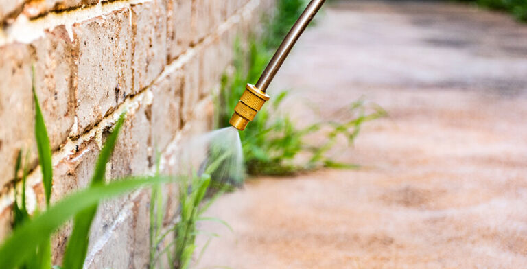 Hidden Danger in the Garden: Common Weedkiller Ingredient Linked to Organ Damage and Gut Disruption