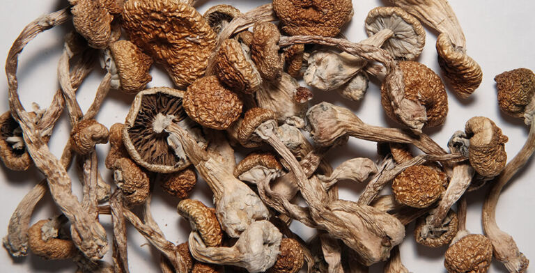 RFK Jr. and Trump Allies Back Psychedelics Push After FDA Roadblock