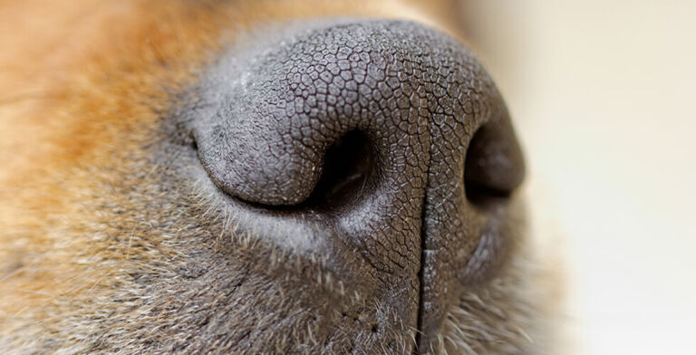 Sniffing Out Disease: How Dogs Are Detecting Parkinson’s Before Doctors Can