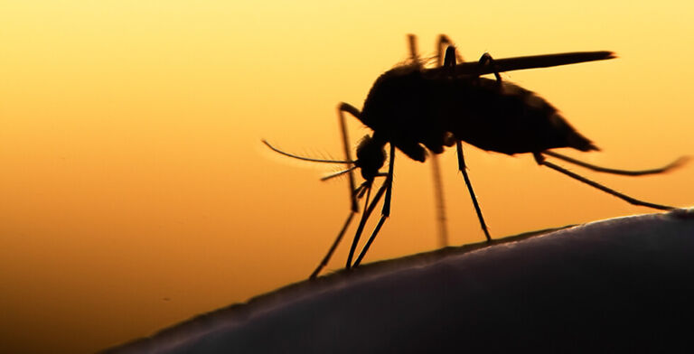 The Mosquito-Killing Pill: How a Simple Drug Could Rewrite Malaria Prevention