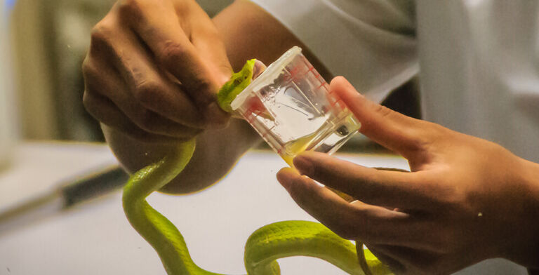 AI Unleashes Hidden Antibiotics in Snake and Spider Venom