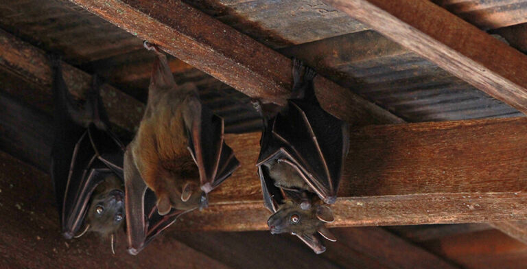 Bat Colony Discovered in Grand Teton Lodge—Hundreds May Face Rabies Risk