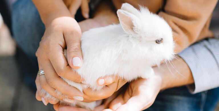 Bunnies Are Quickly Becoming Therapy’s Softest Secret