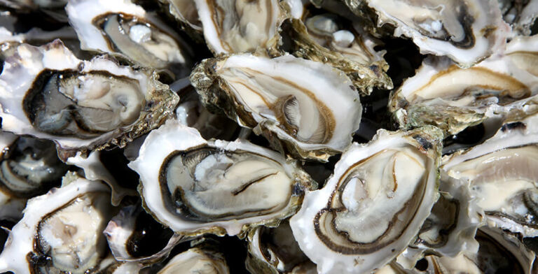 Deadly Bacteria in Louisiana Oysters Raise Alarming Questions About Seafood Safety