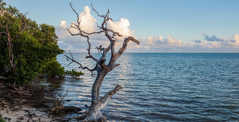 Deadly Waters: Flesh-Eating Bacteria Claims Lives Across Gulf Coast