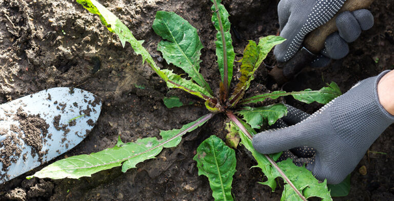 Digging for Joy: How Gardening Nourishes Body, Mind, and Spirit
