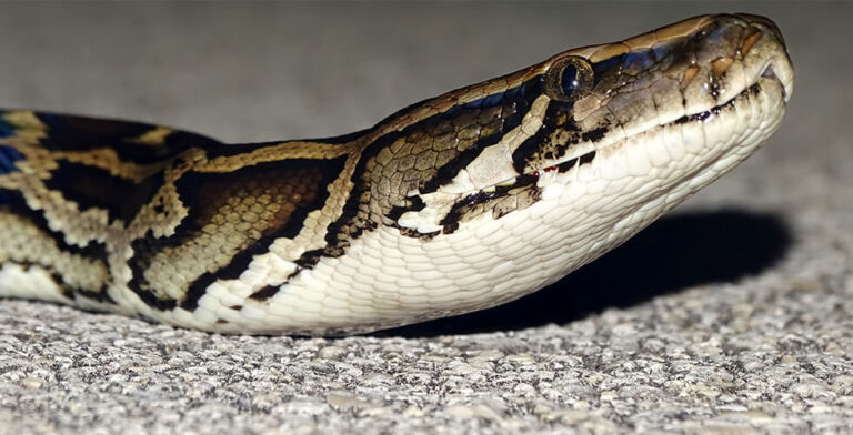 Florida’s New Python Hunters? Solar-Powered Robot Bunnies