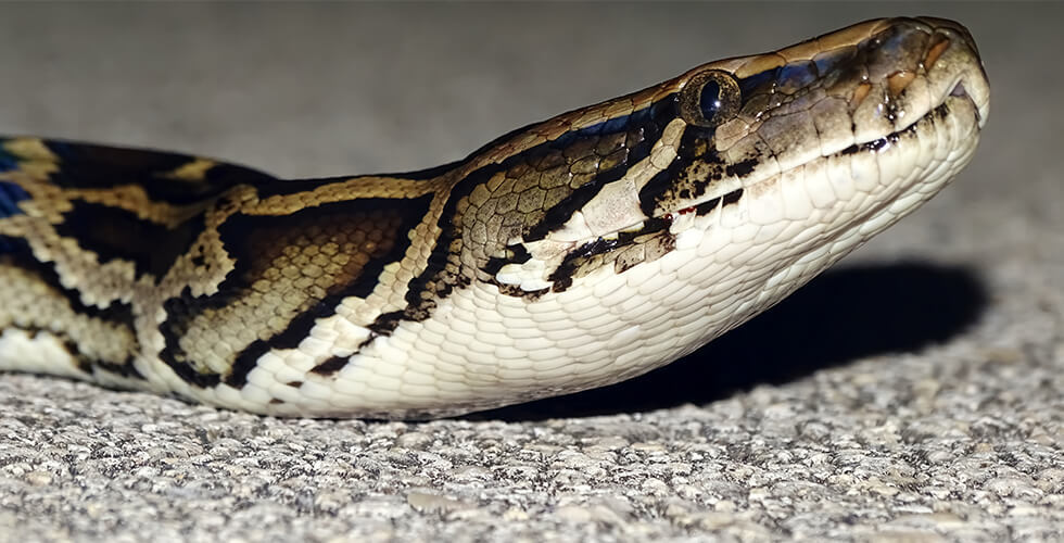 FloridasNewPythonHuntersSolarPoweredRobotBunnies_AltDaily_980x500