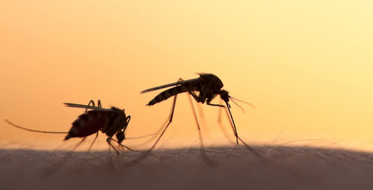 Las Vegas Mosquito Boom Poses a Silent but Serious Public Health Risk