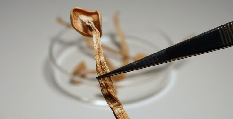 Mushroom Microdosing Trend Fuels Rise in Poison Control Calls and Hospital Visits