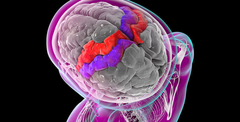 Phantom Maps: Why the Brain Keeps Limbs Alive Even After They’re Gone