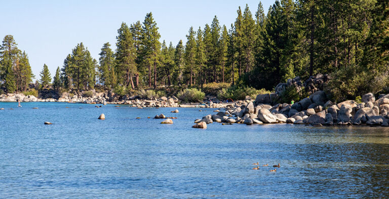 Plague Case Confirmed in South Lake Tahoe: What Campers Need to Know