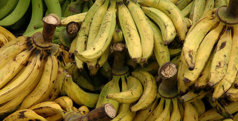 Plantains vs. Bananas: The Heart & Blood Sugar Showdown