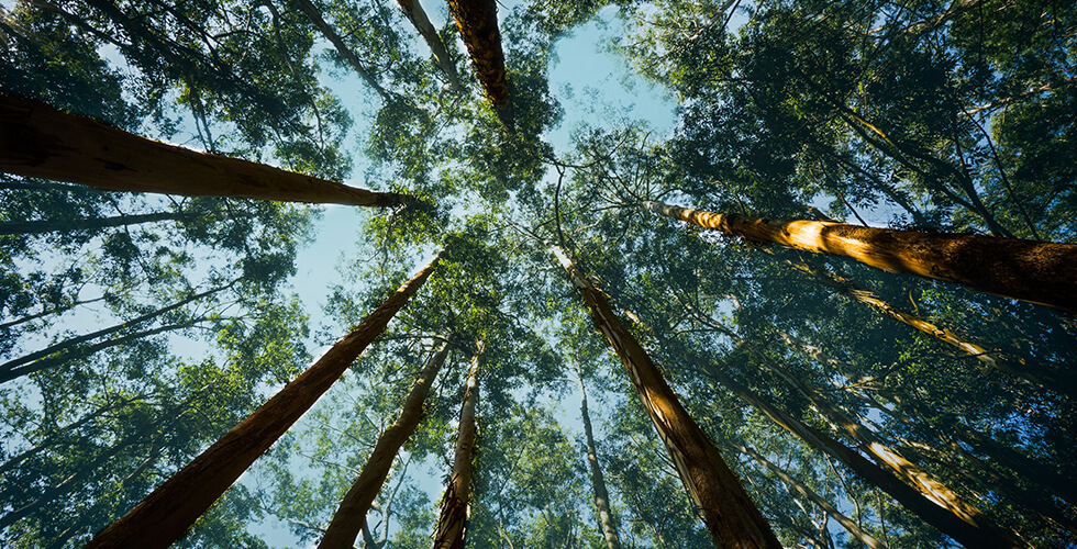 Roots of Healing: How Indigenous Plant Wisdom Could Revolutionize Modern Medicine