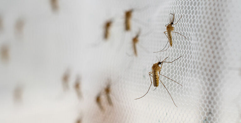 Severe Mosquito-Borne Virus Spreads in Southern China — What You Need to Know
