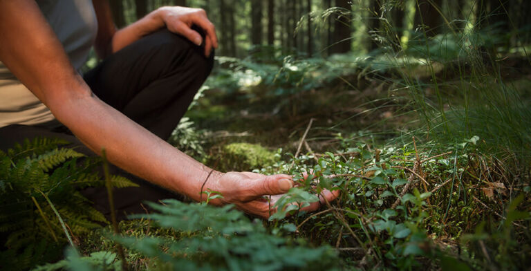 The Japanese Art of Forest Bathing: How Nature Can Heal Your Mind and Body