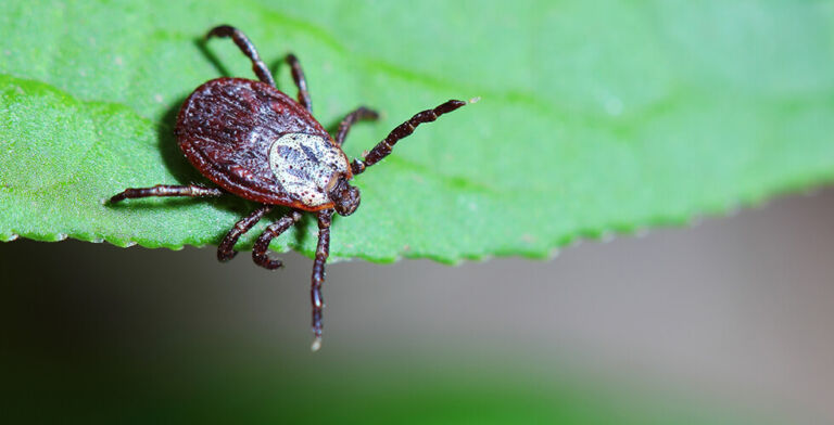 Tick Takeover: How a Hotter, More Humid World Is Supercharging Lyme Risk