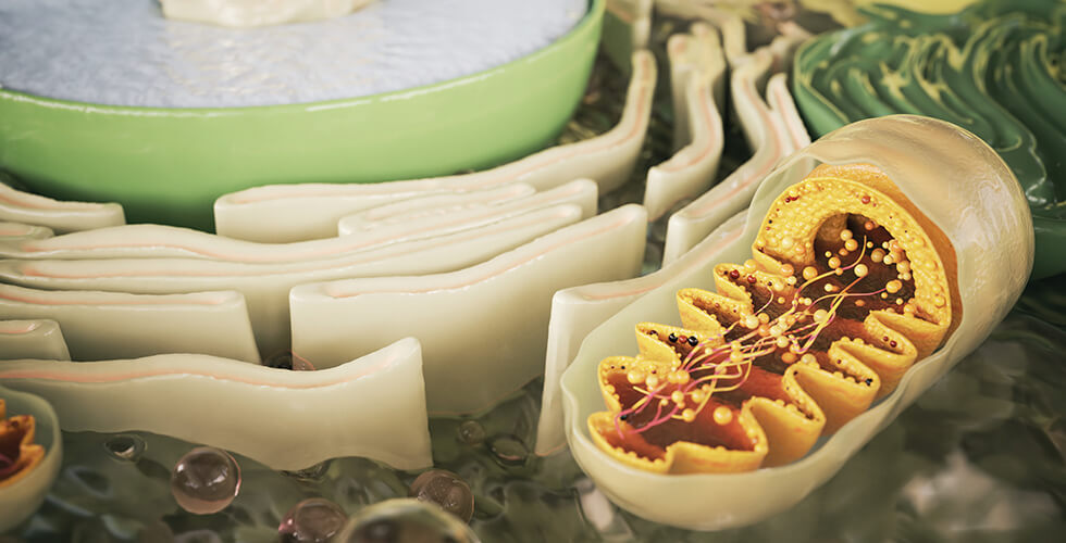 Why Mitochondria Matter: Powering Your Health from the Inside Out